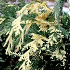 Кипарисовик нутканский "Вариегата" (Variegata)