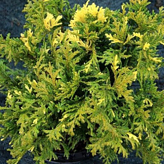 Кипарисовик горохоплодный "Нана Ауреовариегата " (Nana Aureovariegata)