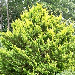 Кипарисовик горохоплодный "Плюмоза Аурея" (Plumosa Aurea)